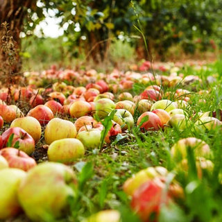 Ta hand om fallfrukten
