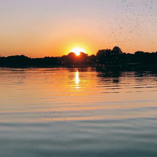 Miljövänligt myggfritt